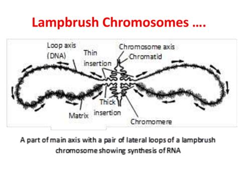 Special Types Of Chromosomes Smg Ppt