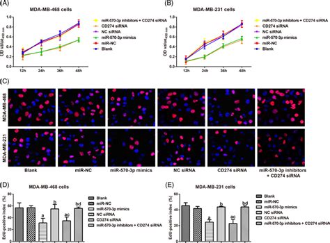 Mir‐570‐3p Inhibits The Proliferation Of Tnbc Cells By Targeting Cd274