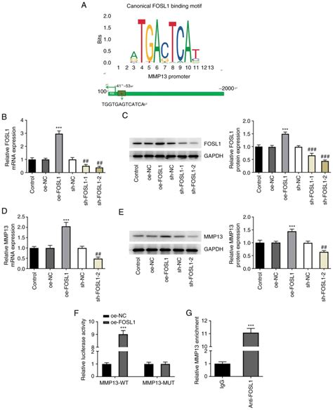 FOSL1 Knockdown Ameliorates DSSinduced Inflammation And Barrier Damage