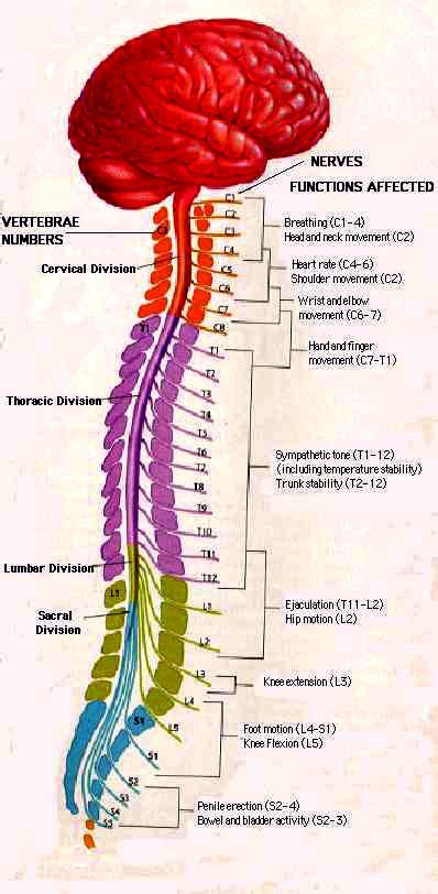 Anatomy Of The Brain And Spinal Cord