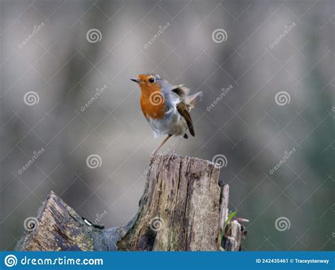 Robin Red Breast Stock Image Image Of Nature European 242435461