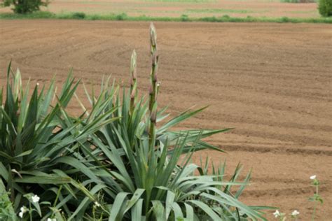 How to Prune a Yucca Plant Off the Dead Flowering Stalk | Hunker