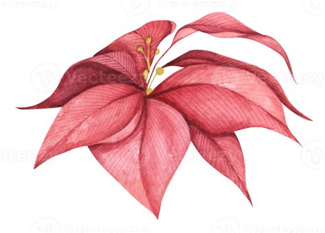 Red Christmas Poinsettia Flower Watercolor Illustration Botanical