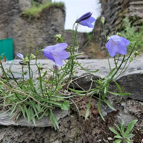 Photo Campanule à feuilles rondes Campanula rotundifolia