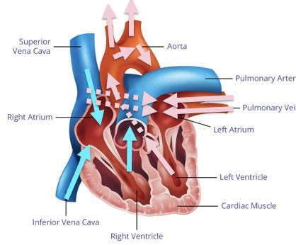 Cardiac Output Flashcards Quizlet