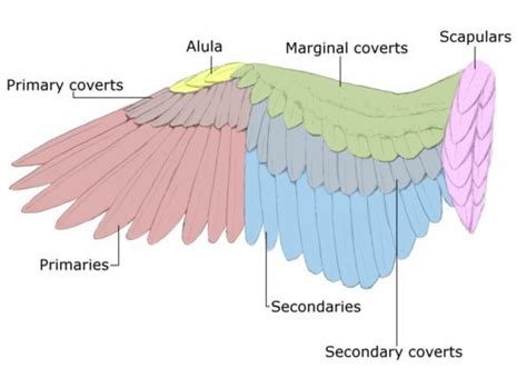 My Feather Anatomy Guide - BackYard Chickens Community