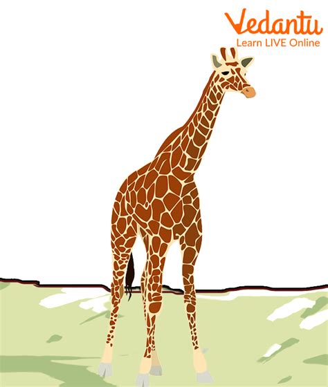 Facts About Giraffes for Kids- Habitat and Interesting Facts About Giraffes