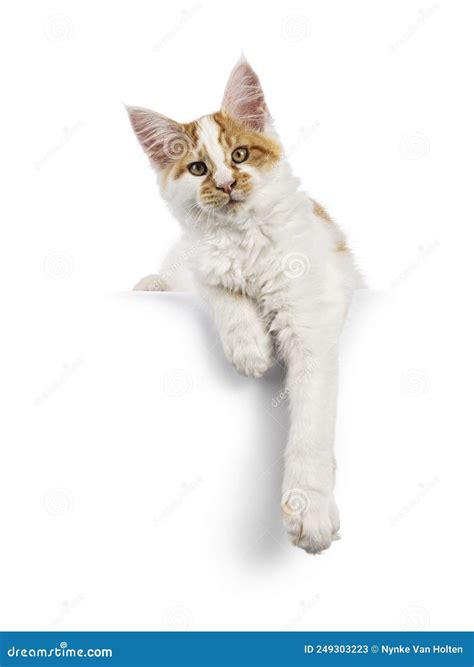 Gatito De Gato Maine Coon Con Fondo Blanco Imagen de archivo - Imagen