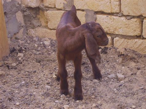 Rahmani Sheep Shami Goats And More Ain Musa Farm