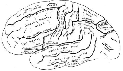 gyrus wikidoc