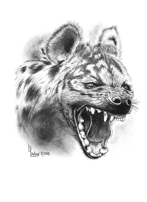 Spotted Hyena Drawing by Dave Lawson - Fine Art America