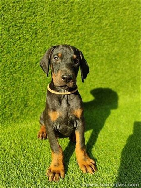 Doberman Tenci Halo Oglasi