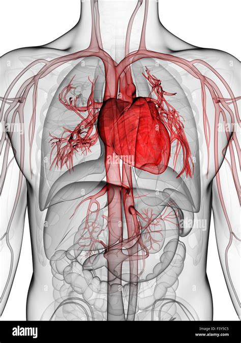 Diagrama Del Flujo De Sangre Al Corazón Fotografías E Imágenes De Alta