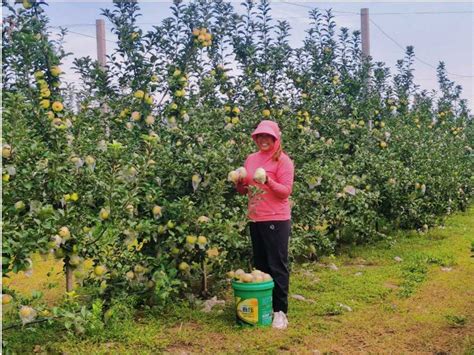 孟州市西虢镇：林下生态鹅 增收路上“向天歌” 产业 乡村振兴科技网