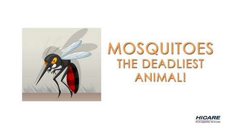 Mosquitoes The Deadliest Animals Youtube