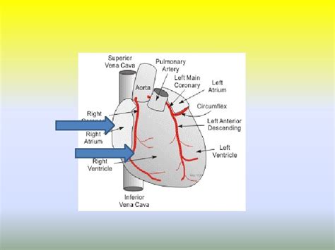 Coronary Circulation Dr S Parthasarathy Md Da Dnb