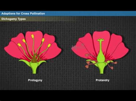 Cross Pollination Diagram