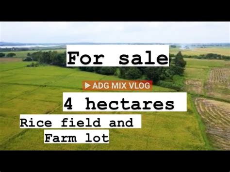 Hectares Rice Field And Farm Lot Capas Tarlac Irrigated Rice Field