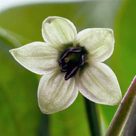 Capsicum Chinense Chillichump Seeds