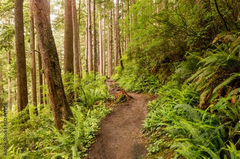 Oswald West State Park Hiking Trail. A vast park offering miles upon ...