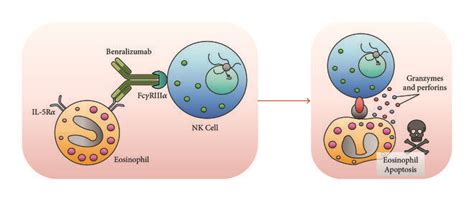 Mechanisms Of Action Of Benralizumab Via Its Fab Fragments The