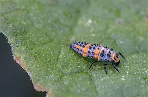 How Ladybug Larvae Look And Benefit Your Garden