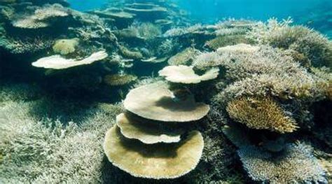 Scientist Recently Freeze Great Barrier Reef Coral In World First Trial