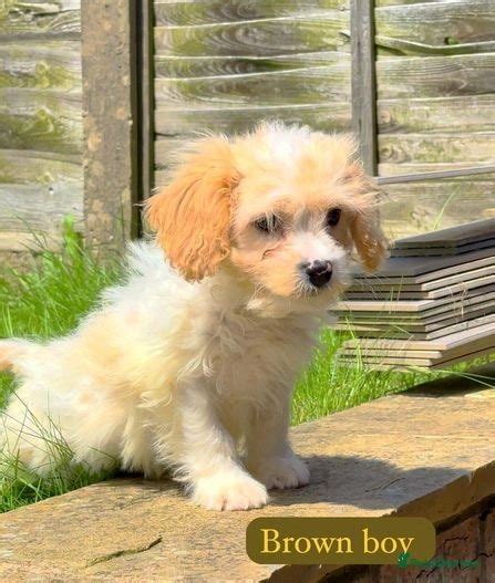 Stunning Cavachon Puppies For Sale In Stoke On Trent Pets4homes