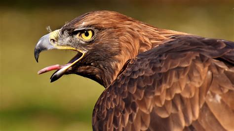 Golden Eagle Fact Sheet | Blog | Nature | PBS