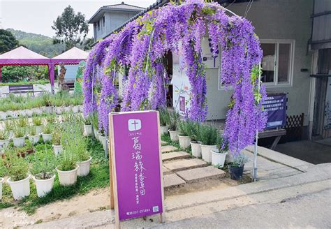 苗栗景點》葛瑞絲香草田～免門票薰衣草花海，一年就等這一季浪漫約會景點 Yukis Life