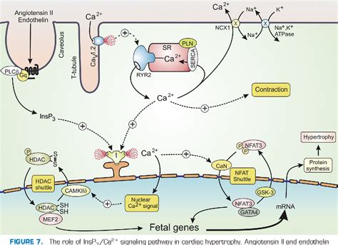 The Inositol Trisphosphatecalcium Signaling Pathway In 48 Off