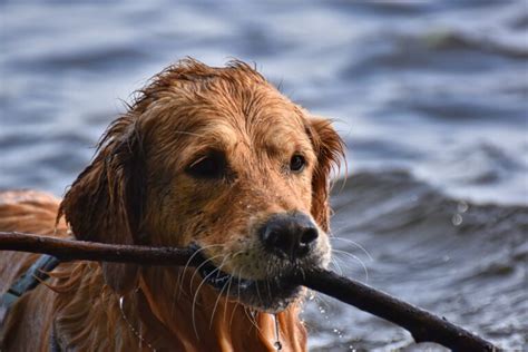 Golden Retriever Carattere E Comportamento Altezza