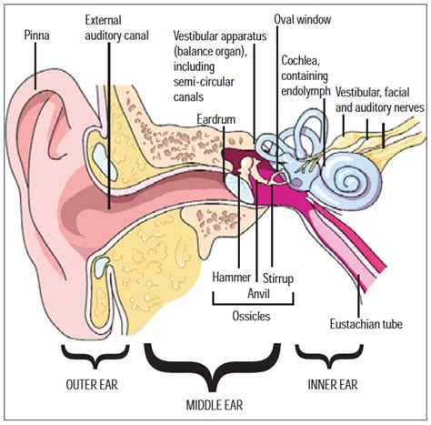 Mammut Auf Keinen Fall Bach Middle Ear Hammer Autor Verschreiben Treiber