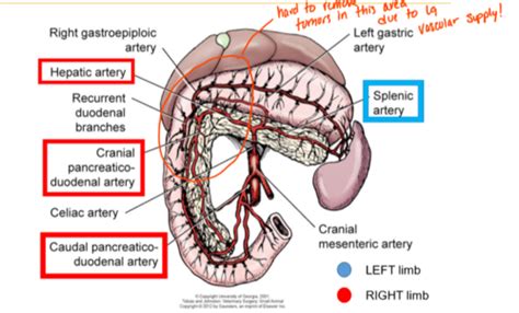 Pancreas Spleen E Flashcards Quizlet