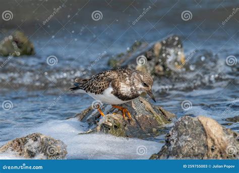 Foraging Ruddy Turnstone Wading Bird Arenaria Interpres Along The