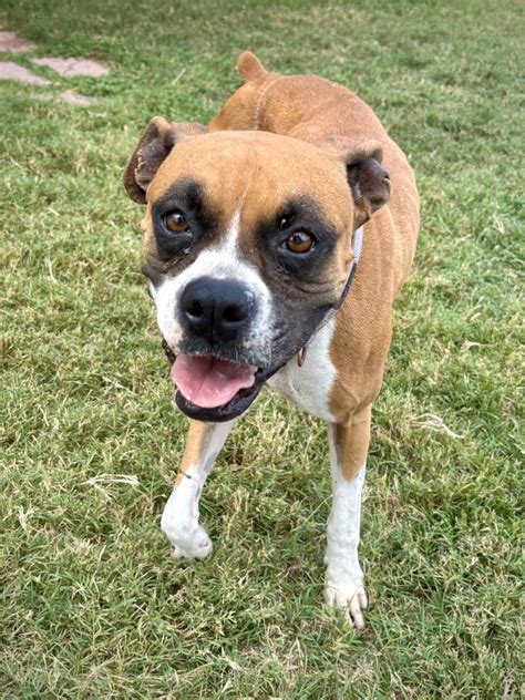 Autumn Ch Boxer Rescue