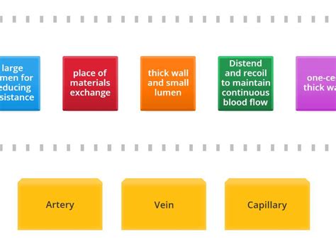 3 types of blood vessels - Speed sorting