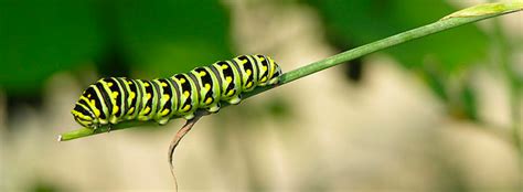 Caterpillar Identification Guide Find Your Caterpillar