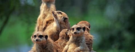 Care For Us - Meerkat | Wild Welfare