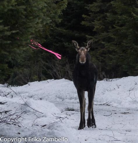 Maine Moose: An Unexpected Winter Sighting – Outdoor Devil