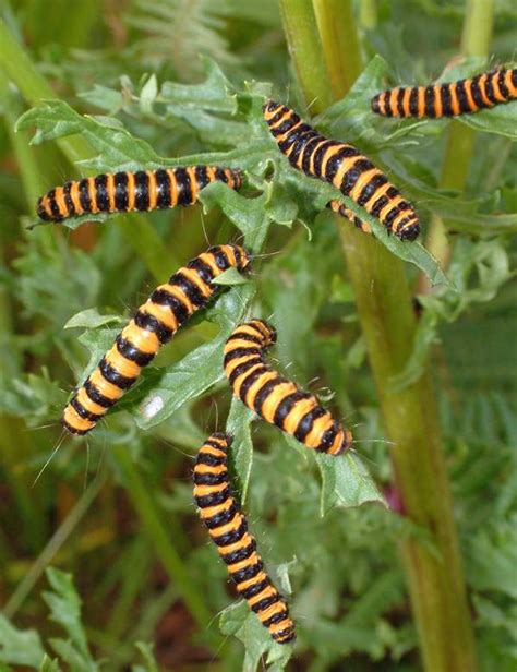 Cinnabar Moth Identification Life Cycle Facts Pictures 51 Off