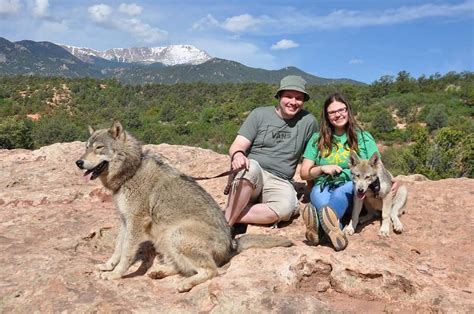 Colorado Wolf Adventures All You Should Know Before Going W Reviews