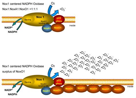 NoxO1 Determines Level Of ROS Formation By The Nox1 Centered NADPH