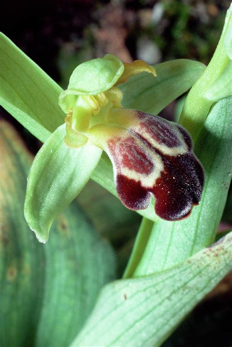 Omega Ophrys Flower Photograph By Paul Harcourt Daviesscience Photo