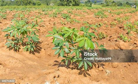 Pohon Singkong Foto Stok - Unduh Gambar Sekarang - Alam, Bertaman, Biru ...