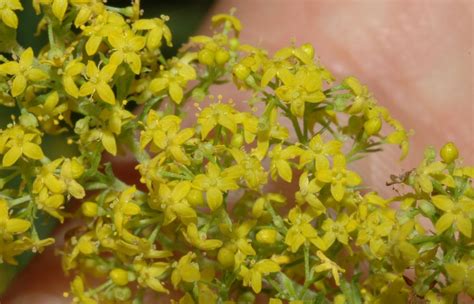 Galium verum (Rubiaceae) image 34179 at PlantSystematics.org