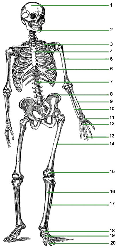 Skeletal System Fill In The Blanks