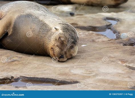 Baby Sea Lion Pup Sleeping on the Rocks Stock Image - Image of nature ...