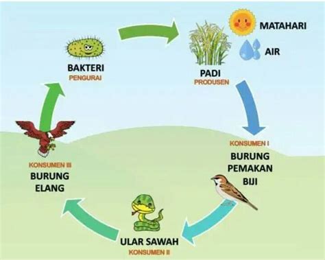 Gambar Rantai Makanan Pada Ekosistem Sawah