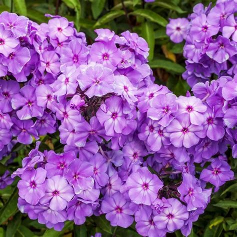 Amazon.com : Purple Flame Tall Phlox Flower Root - Scented - Perennial